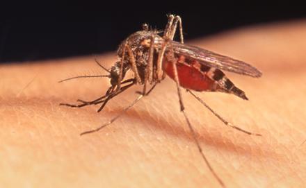 Iowans are urged to take more precautions against getting nipped by mosquitoes