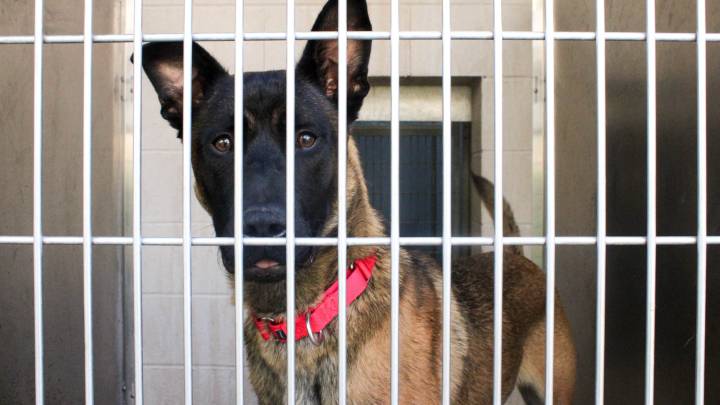A Look At Some Adoptable Pets From Orange County’s Animal Shelter