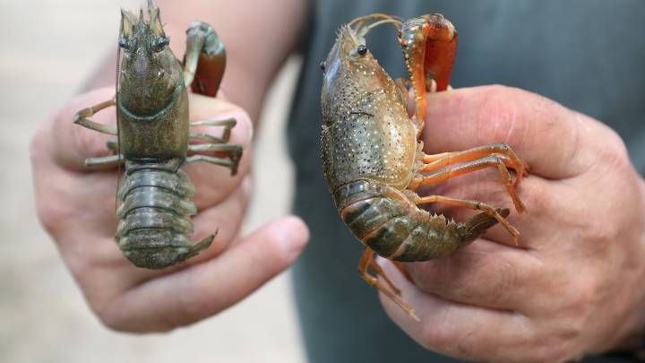 Detectadas 108 especies invasoras de flora y 20 de fauna en la cuenca del Duero
