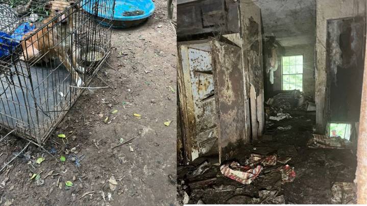 Dogs found in abandoned building among 32 rescued from alleged abuse case in Catoosa County