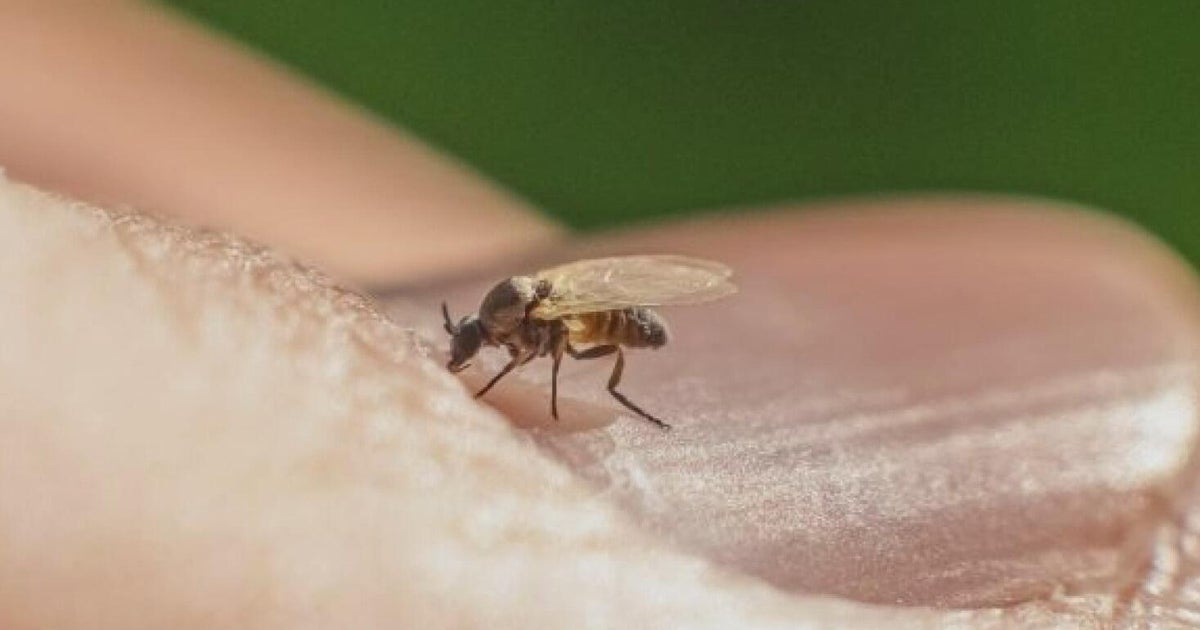 Placer County targets biting flies amid virus concerns