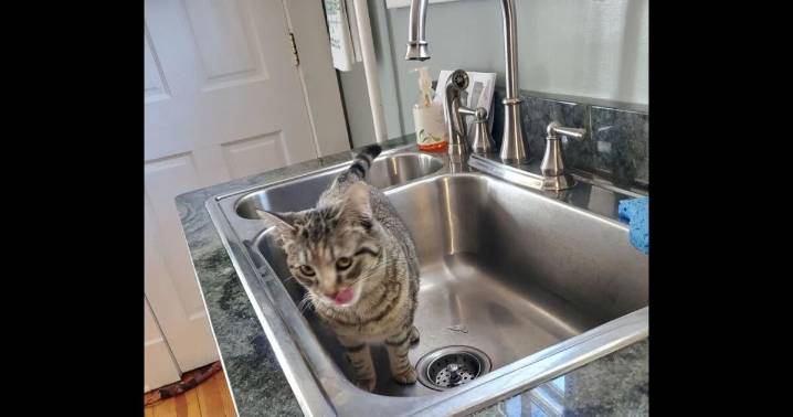 The history of my own kitchen - In and Out of the Kitchen