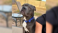 Dog That Looks Old Is Overlooked At Arizona Shelter Because People Think He's Mean