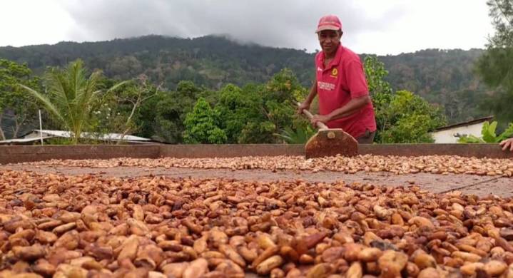 Estiman que producción de cacao aumentó 10 % este 2025