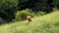 Sisters Taking A Road Trip Shocked To Discover A Fluffy Animal Waiting By The Road All Alone