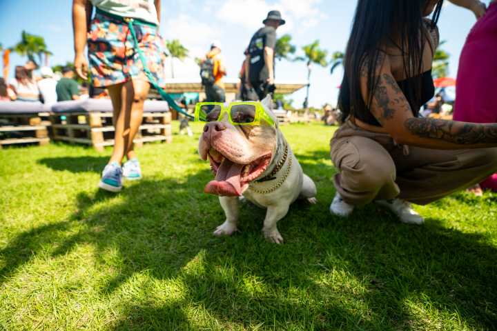 San Juan celebrará el Día del Perro con el evento “Bark & Play”
