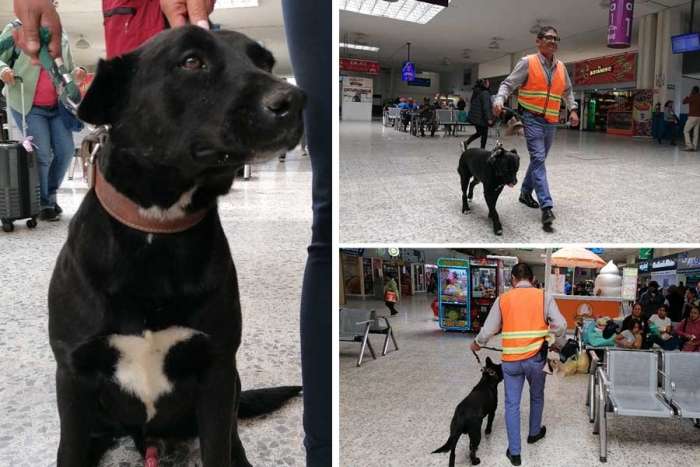 “Oso”, el perrito que cuida la Terminal de Toluca