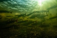 Canada's Pacific salmon monitoring hits 70