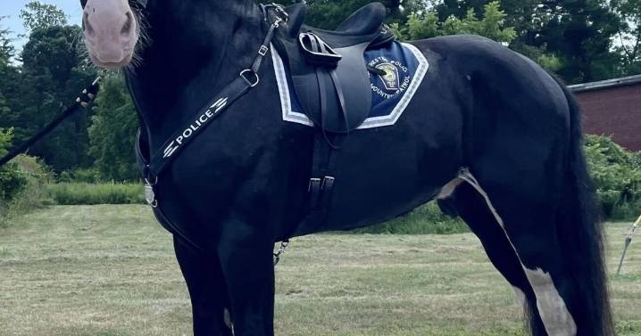 City Hall: Ward 12 resident's patriotic mission; tough talk on trash; new equine officer debuts