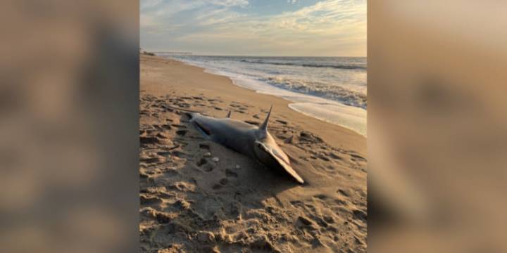 Great hammerhead shark found dead on North Carolina beach