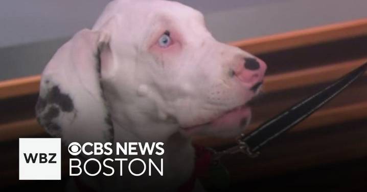 What to know about training a deaf puppy