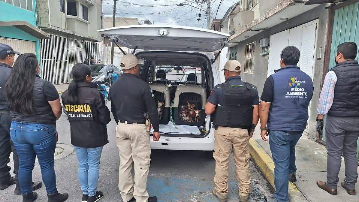 Hacinados, sucios y estresados: rescatan a 36 perros en Metepec