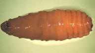 La plaga del gusano barrenador acecha a los humanos