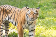 Philadelphia Zoo welcomes new, endangered big cats