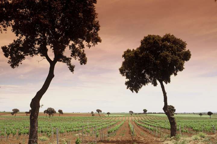 Six Spanish wines to try, including a well-priced and balanced tempranillo