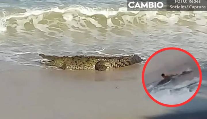 Turista vive momento de pánico: cocodrilo lo sorprende en Puerto Vallarta (VIDEO)