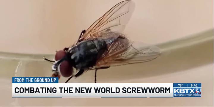 From the Ground Up: Relying on sterile flies