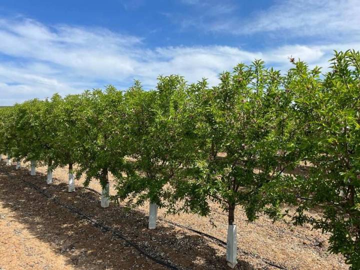 ASAJA Albacete denuncia robos de almendras en el inicio de la campaña de recolección