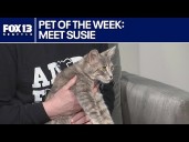 Pet of the Week: Meet Susie