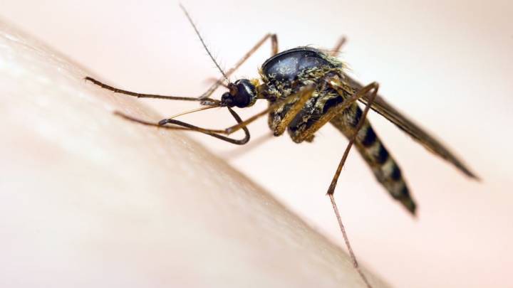 Chikungunya outbreak in China: What is the virus and is the UK at risk?