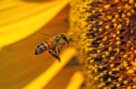 Gobierno impulsa acciones para proteger a las abejas y fortalecer la apicultura en México