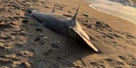 Rare great hammerhead shark washes ashore on North Carolina beach