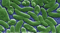 East Coast, Gulf states warn of rising flesh-eating bacteria infections