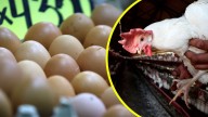 SAG suspende importaciones avícolas desde Argentina tras brote de influenza aviar altamente patógena