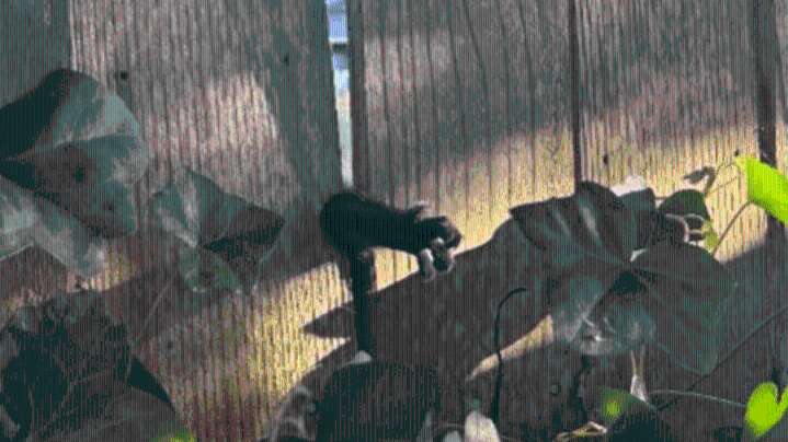 PHOTOS: Raccoon rescued after getting paw stuck in fence