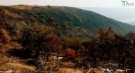 El Plan Infoex da por controlado el incendio de Jarilla tras arrasar más de 17.000 hectáreas