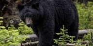 Gatlinburg asks people to use fake produce in fall decorations to avoid attracting bears