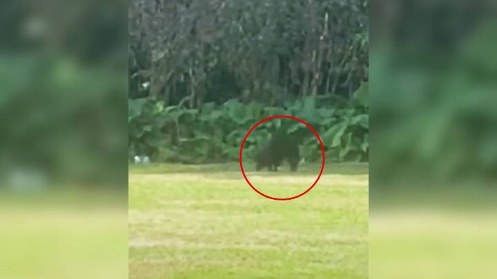 Pennsylvania Rescuers Track A Strange Creature In The Forest And Are Stunned By What They Find