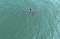 Great white sharks are going north. Here's what the numbers say