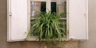 How to Keep a Healthy Spider Plant