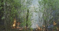 Satellite images reveal conditions that contributed to 'catastrophic' wildfire season