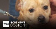 Enzo and Rocco from the Buddy Dog Humane Society are looking for new homes