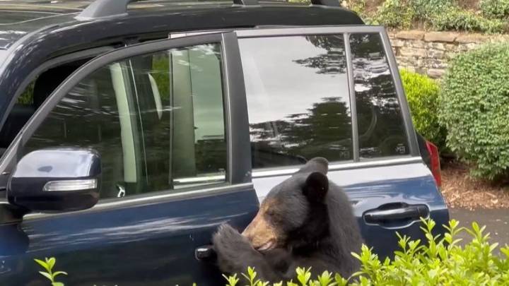 Atrapan a oso negro abriendo la puerta de un auto en EE.UU.