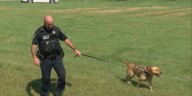 K-9 “Millie” rescues missing 2-year-old lost in cornfield