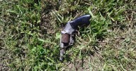 Una mujer encontró un revólver que habría sido escondido en una acequia
