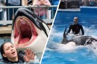 Was Orca trainer Jessica Radcliffe really killed by a killer whale? The truth about the viral story (Video)