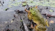 Invasive — And Cannibalistic — Bullfrogs Are Taking Over The West