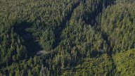 The Roadless Rule is on the chopping block, and the public has less than a month to comment on it