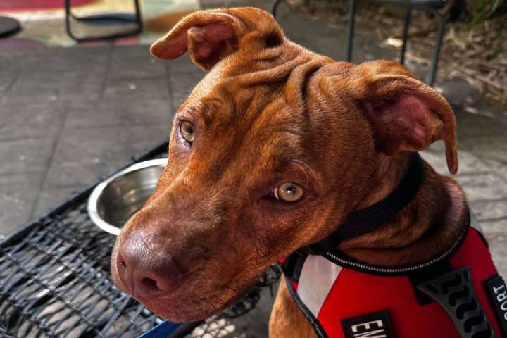 She Went to the Shelter Just to Look, Then a Shy Puppy Changed Everything (Exclusive)