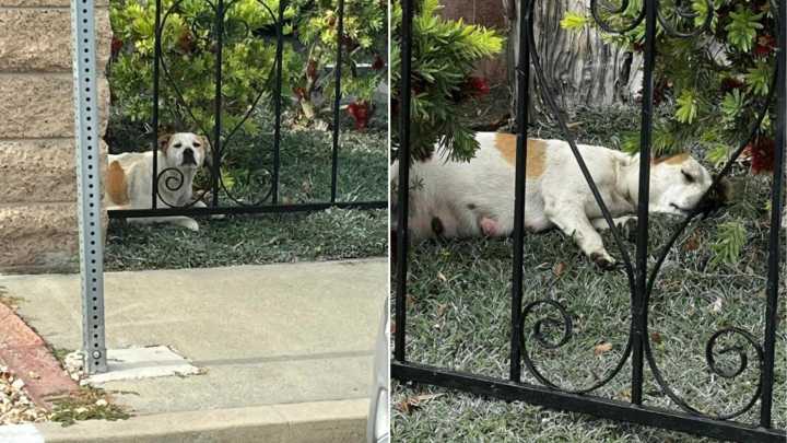 Neighbors Discover Expecting Pup By Their Fence In California And Seek Help