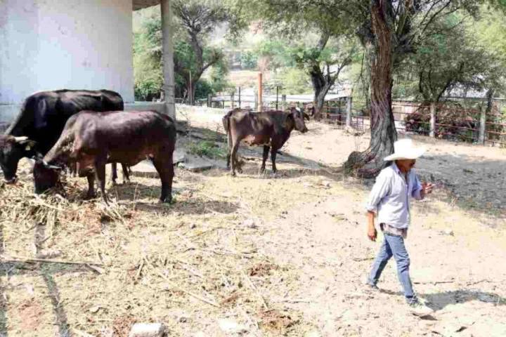 Detectan a persona infectada por gusano barrenador en Yucatán; suman 40 casos en México