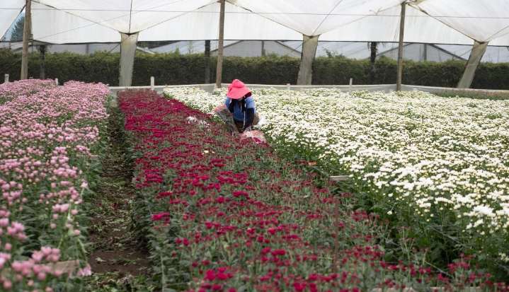 Exportaciones del agro en junio de 2025 aumentaron 35% con respecto al mismo mes del año anterior