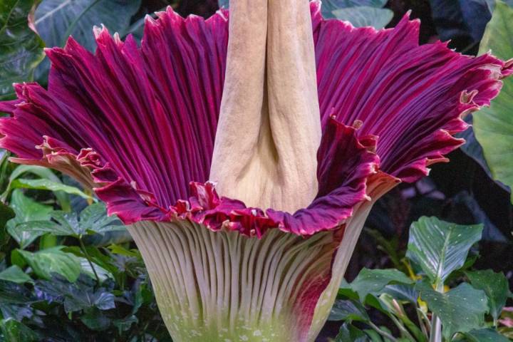 Rare 'Corpse Flower' about to bloom at San Diego Botanic Garden
