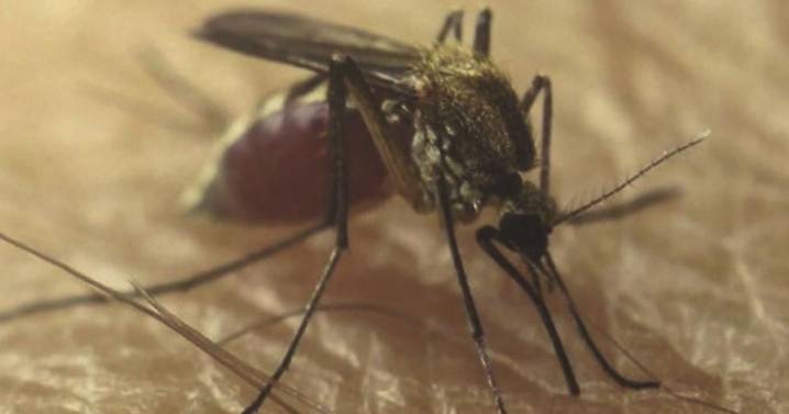 West Nile Virus found in mosquito pools in Maine