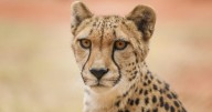 Elderly cheetah’s secret to a long life revealed