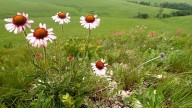 Kansas scientists put AI to work in the fight to save the Flint Hills tallgrass prairie